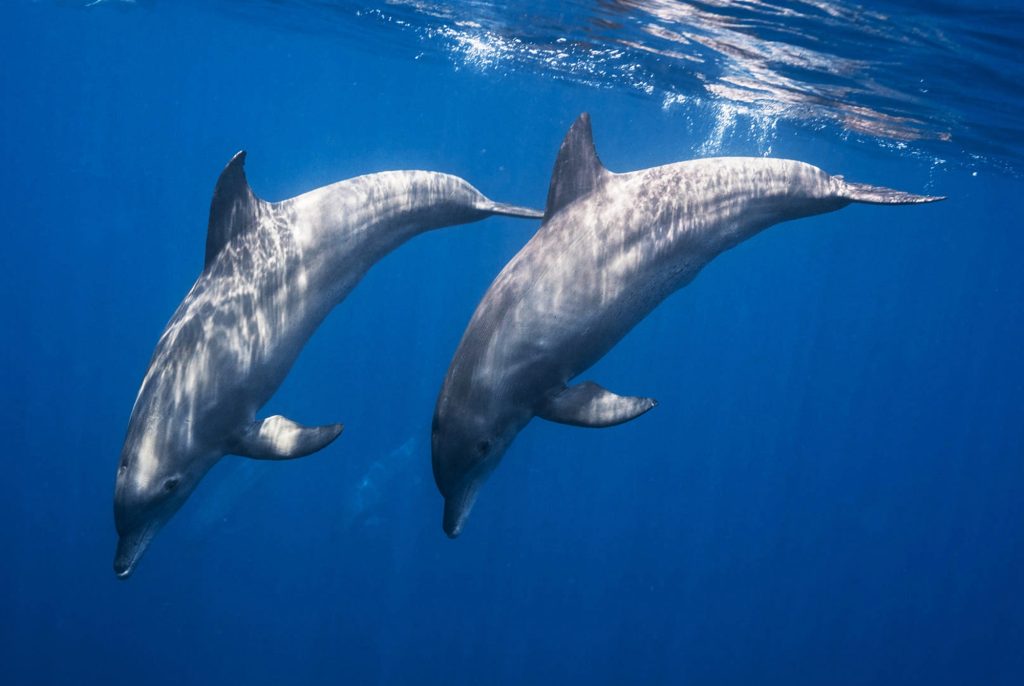 Dolphins swimming underwater in ocean